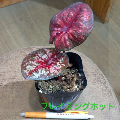 カラジウム フレイミングホット ３.５号