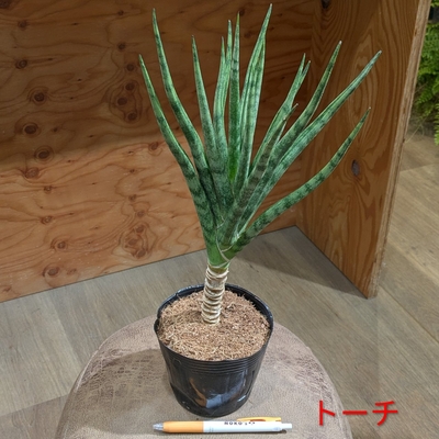 【幹上り✨】サンスベリア トーチ ５号 ◎現品販売◎