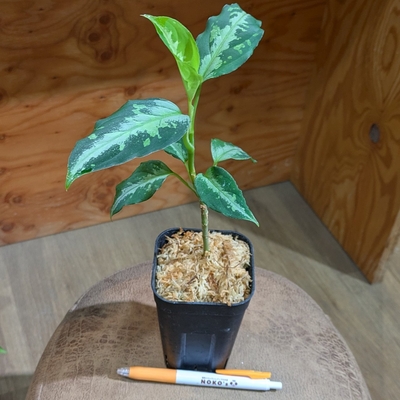 【水苔✨】Aglaonema pictum "Galaxy" DFS from Sumatra Barat 【AZ0912-1】 4.800円から10％OFF