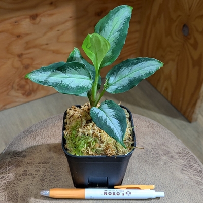 【水苔✨】Aglaonema pictum "Silver-Mosaic bパッチ "from Sumatra barat 【AZ0514-1ｂ】◎現品販売◎ 4.800円から20％OFF 