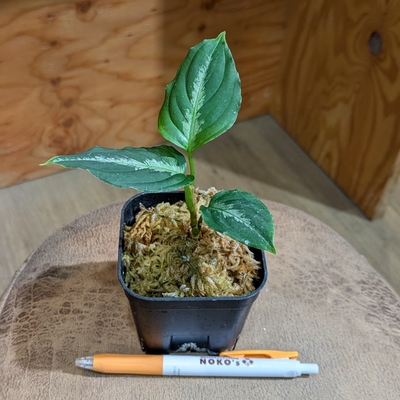 【水苔✨】Aglaonema pictum &rdquo;from Padang  4.800円から20％OFF
