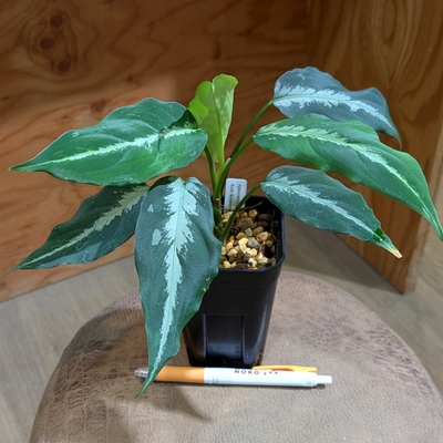 【用土✨】Aglaonema pictum "しるば～らいん"from Ache sumatera 【LA1118-05b】◎現品販売◎
