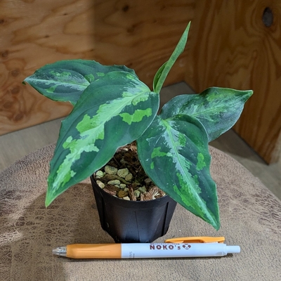 【用土✨】Aglaonema pictum 【HL-014-C】 ◎現品販売◎ 