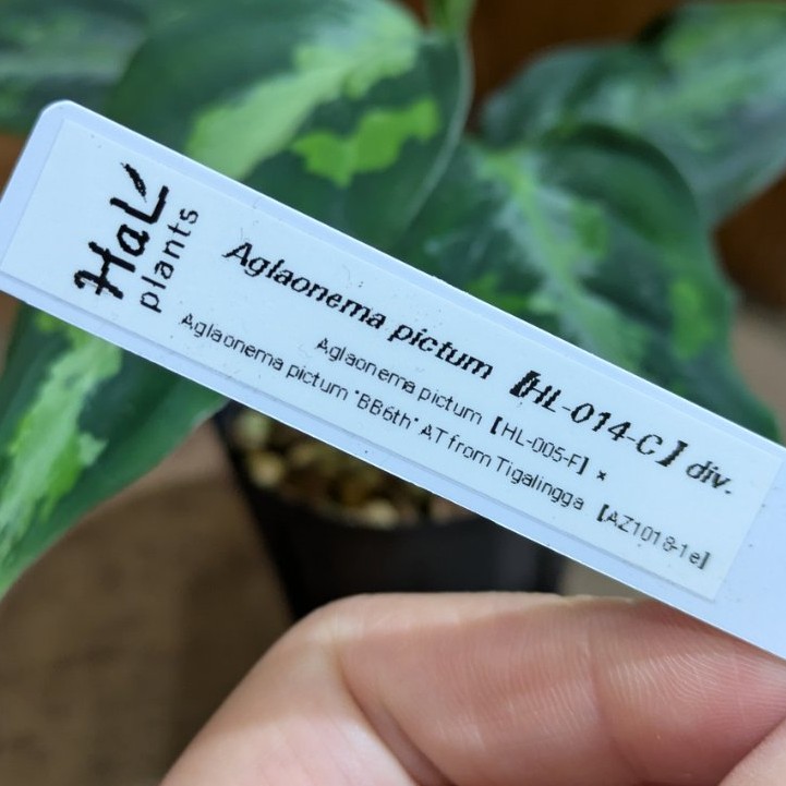Aglaonema pictum アングレッグ社直接購入 AZ便＞ Aglaonema Pictum 