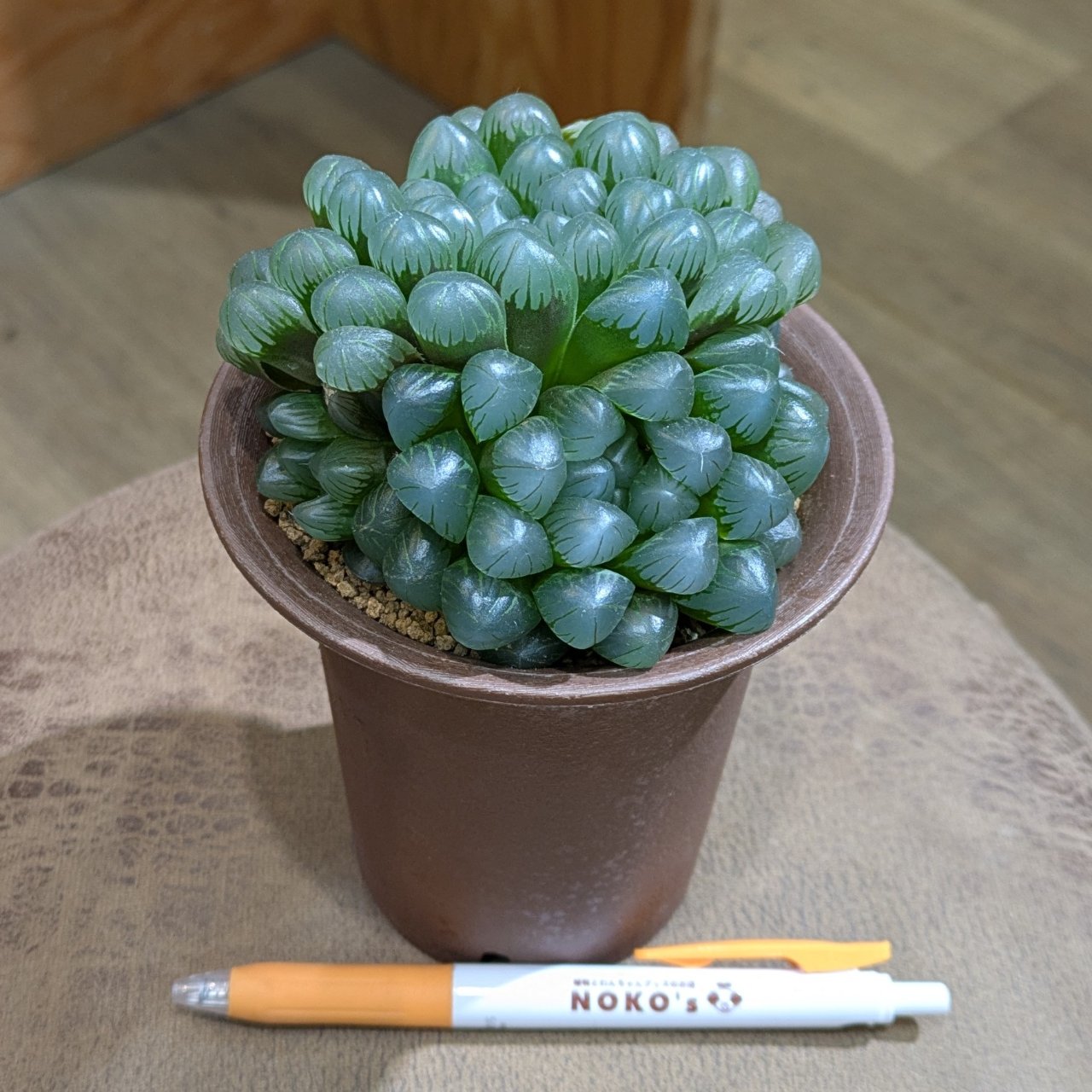 ハオルチア 紫オブツーサ 3.5号 ◎現品販売◎ | NOKO