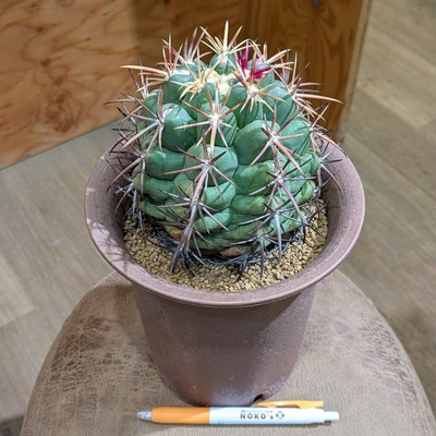 テロカクタス 紅鷹(べにたか) ５号 ◎現品販売◎