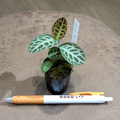 【水苔植え✨】ラビシア タートルバック １号 2.200円から10％OFF