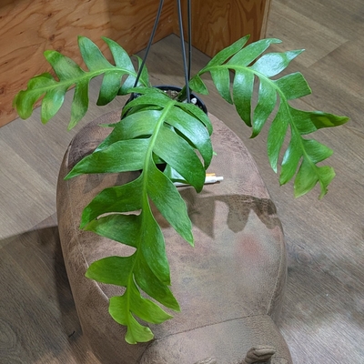エピフィラム クリソカルディウム ４号 3.300円から30％OFF