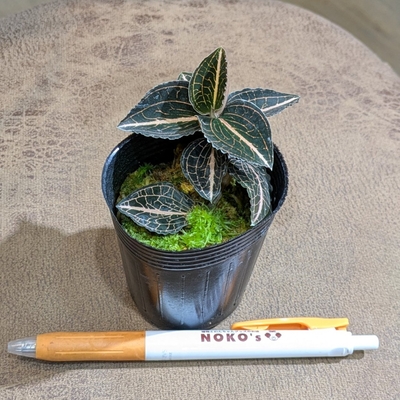 【水苔植え🌿】希少‼Anoectochilus spp.from "Loas" ２号 
