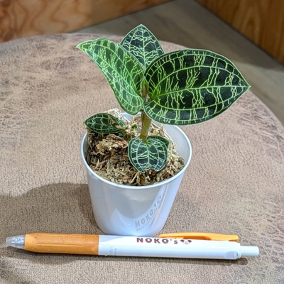 【水苔植え🌿】マコデスペトラ ２号 1.800円から10％OFF