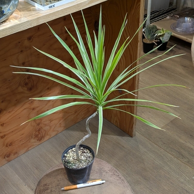 コンシンネ クリスタル ３.５号 2.200円から10％OFF