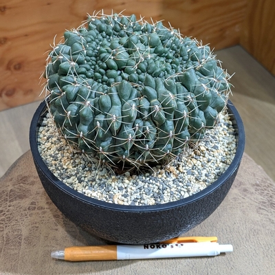 ギムノカリキウム バルディアナム 綴化 ５号浅鉢 ◎現品販売◎ 4.400円から30％OFF