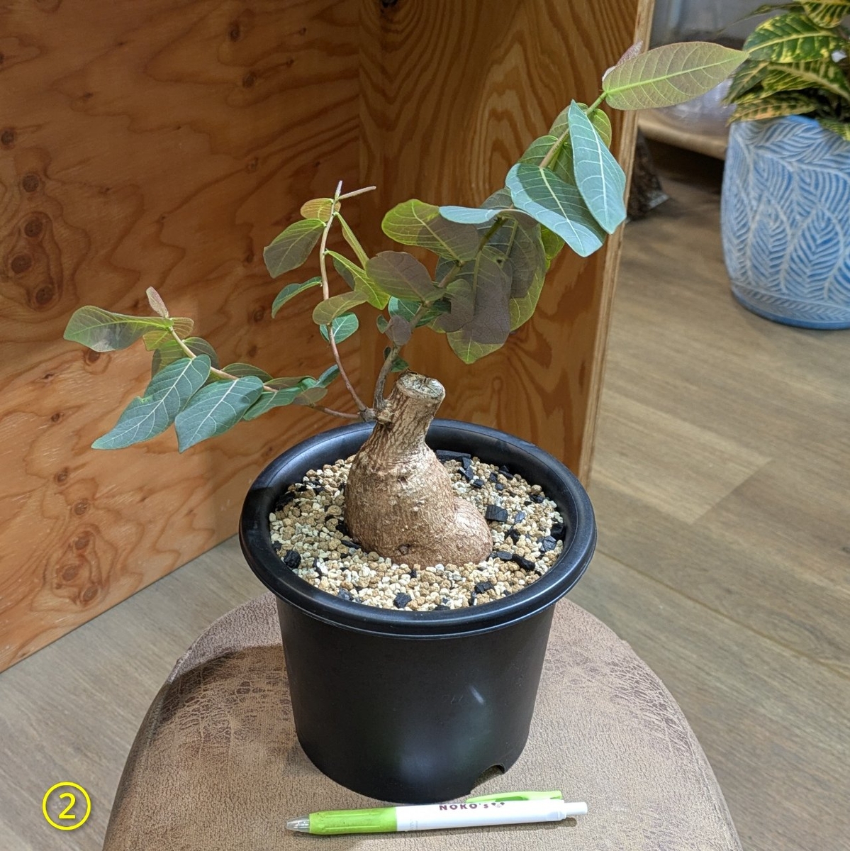 フィランサス ミラビリス 5号 ② ◎現品販売◎ | NOKO's