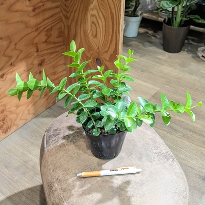 ホヤ クミンギアナ ３.５号 1.600円から10％OFF