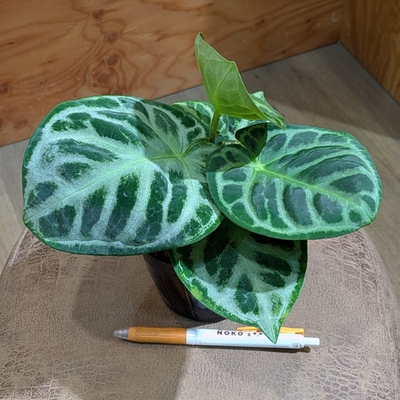 アンスリウム ドラヤキ ３.５号 3.600円から10％OFF