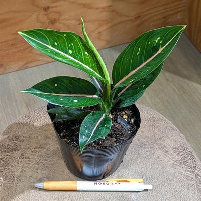 【NEW!!】アグラオネマ スターズ ３.５号  2.300円から10％OFF