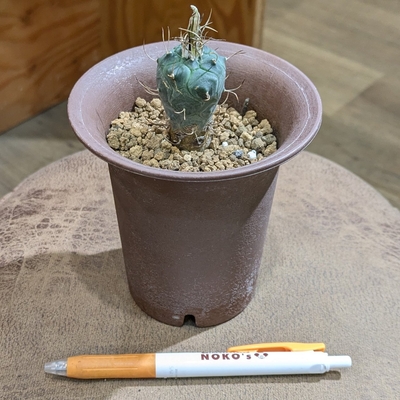 ツルビニカルプス 鳥城丸(うじょうまる) ３.５号 ◎現品販売◎