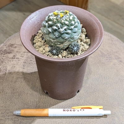 コピアポア ３.５号 ◎現品販売◎