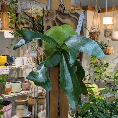 プラティセリウム ヒリースポア ◎現品販売◎ 15.400円から40％OFF