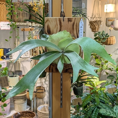 プラティセリウム ホワイトホーク(Diversifolium&times;Willinckii)  ①  ◎現品販売◎ 19.800円から40％OFF