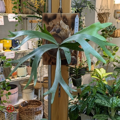 プラティセリウム ホワイトホーク(Diversifolium&times;Willinckii)  ②  ◎現品販売◎ 19.800円から40％OFF