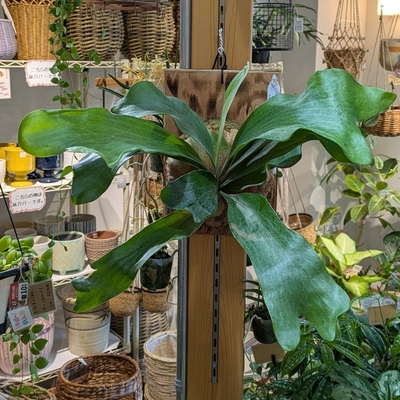 プラティセリウム ヒリーライジン ◎現品販売◎ 20.000円から40％OFF