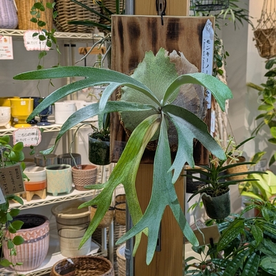 プラティセリウム モンキーノース(willinckii &times; veitchii wild) ◎現品販売◎ 22.000円から40％OFF