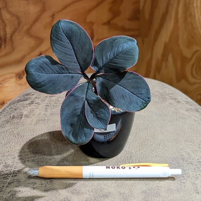 【ちびサイズ👶✨】アモルフォファルス アトロビリディス ２.５号 ② ２.６００円から１０％OFF ◎現品販売◎
