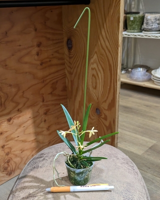 バンダ トゥインクル ２号 ２.６００円から１０％OFF
