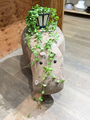 ホヤ ヘウスケリアナ ５号 ５.５００円から１０％OFF