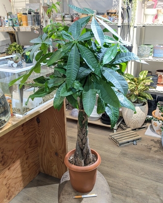 パキラ グラブラ ６号 ６.８００円から１０％OFF