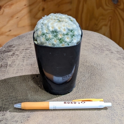 Mammillaria plumosa 'Punch-perm' パンチパーマ白星 実生 ２.５号   ２.２００円から１０％OFF ◎現品販売◎