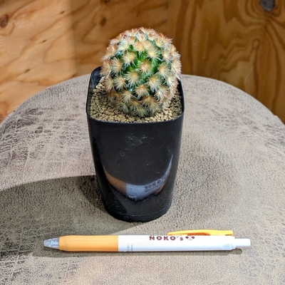 Mammillaria carmenae 赤刺仏頭カルメナエ 実生 ２.５号   ２.２００円から１０％OFF  ◎現品販売◎