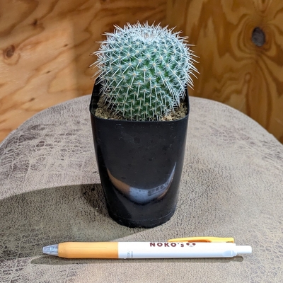 Mammillaria parkinsonii アザラシ 実生 ２.５号   ２.２００円から１０％OFF  ◎現品販売◎