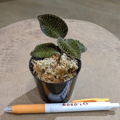 【水苔✨】アネクトキルス ハイブリッド ライトダークフォーム ２号   ３.３００円から１０％OFF