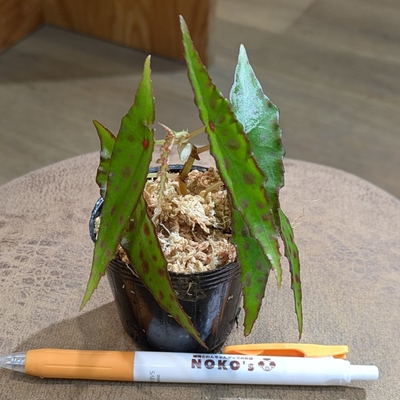 【水苔✨】ベゴニア アンフィオクサス ２号   ２.６００円から１０％OFF