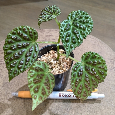 【水苔✨】ベゴニア ドラコペルタ ２号 ２.６００円から１０％OFF