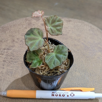 【水苔✨】ベゴニア サラワク ２号 ２.６００円から１０％OFF