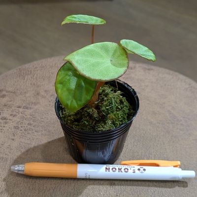 【水苔✨】ベゴニア スカピゲラ ２号 ２.６００円から１０％OFF