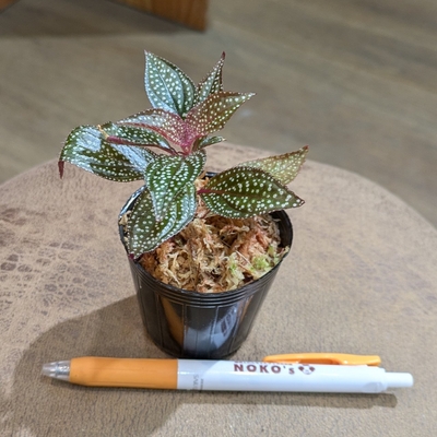 【水苔✨】ソネリラ  マーメイ ２号 ２.６００円から１０％OFF