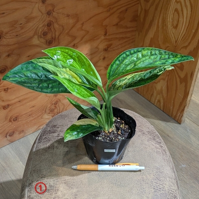 モンステラ ペルー ３.５号 ①  ◎現品販売◎