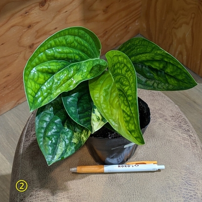 モンステラ ペルー ３.５号 ②  ◎現品販売◎