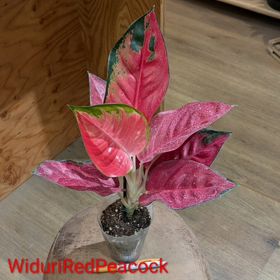 Aglaonema WiduriRedPeacock ３号