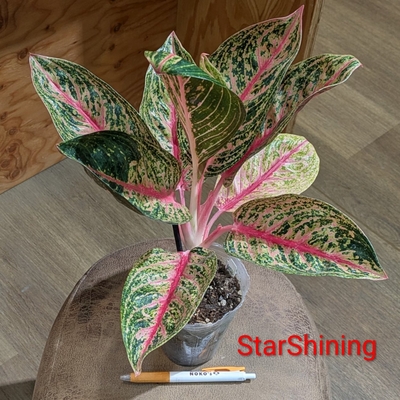 Aglaonema StarShining ３号