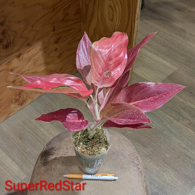 【水苔植え🪴】Aglaonema SuperRedStar 3号 