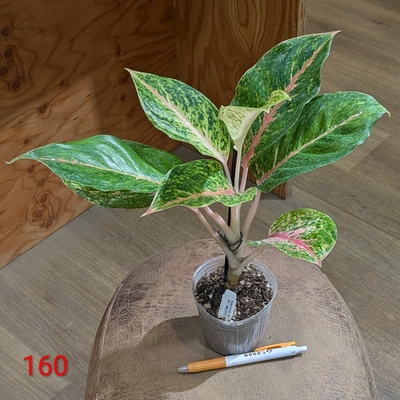 Aglaonema 160 ２.５号