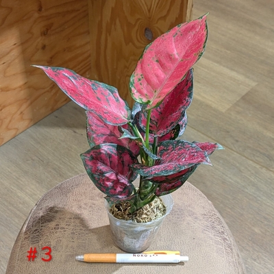 【水苔植え🪴】Aglaonema #3 ２.５号