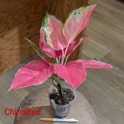 Aglaonema ChinaRed ３号