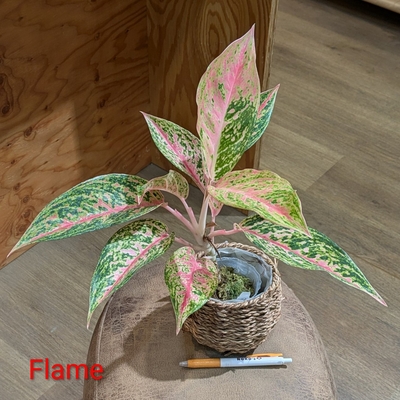 【水苔植え🪴】Aglaonema Flame ３号