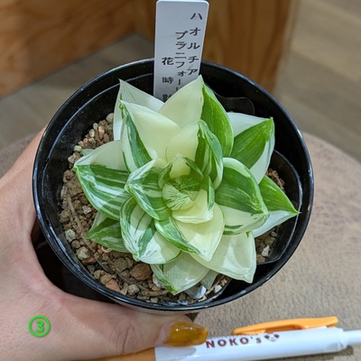 ハオルチア CF.プラニフォリア 花時計 ３号 ③ ◎現品販売◎